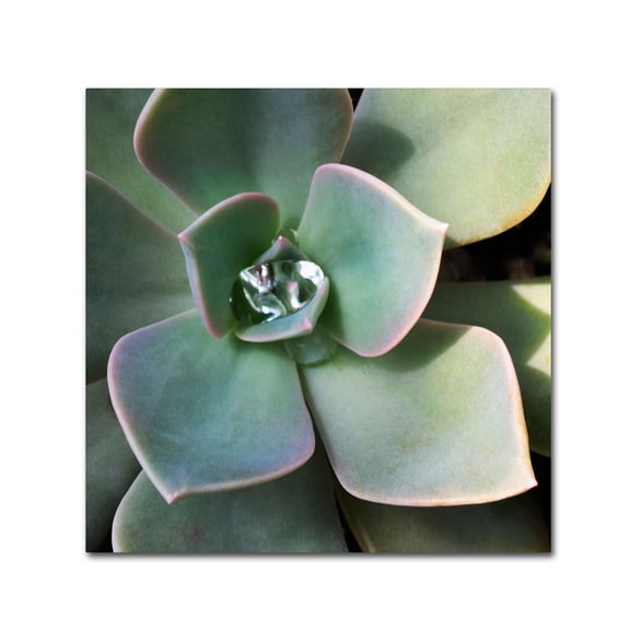 Kurt Shaffer 'Succulent Rain Drop' Canvas Art