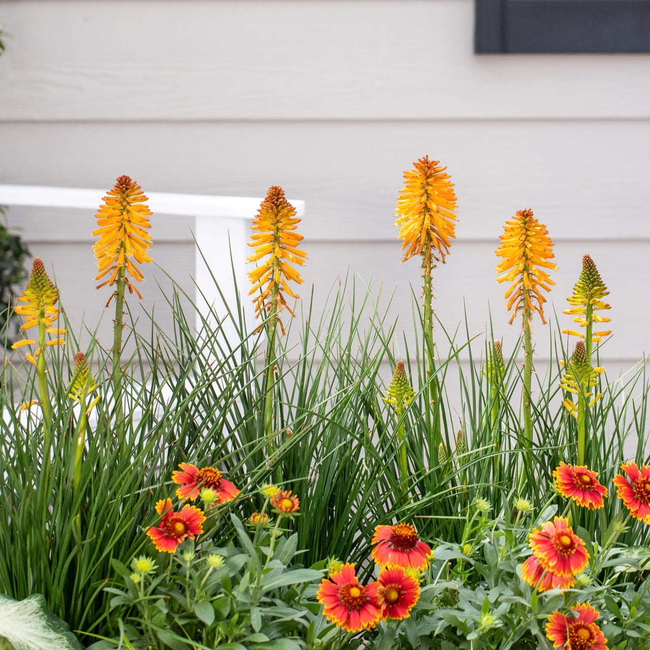 Better Homes & Gardens Poco Kniphofia Live Perennial Plant, Full Sun, 3 Pack