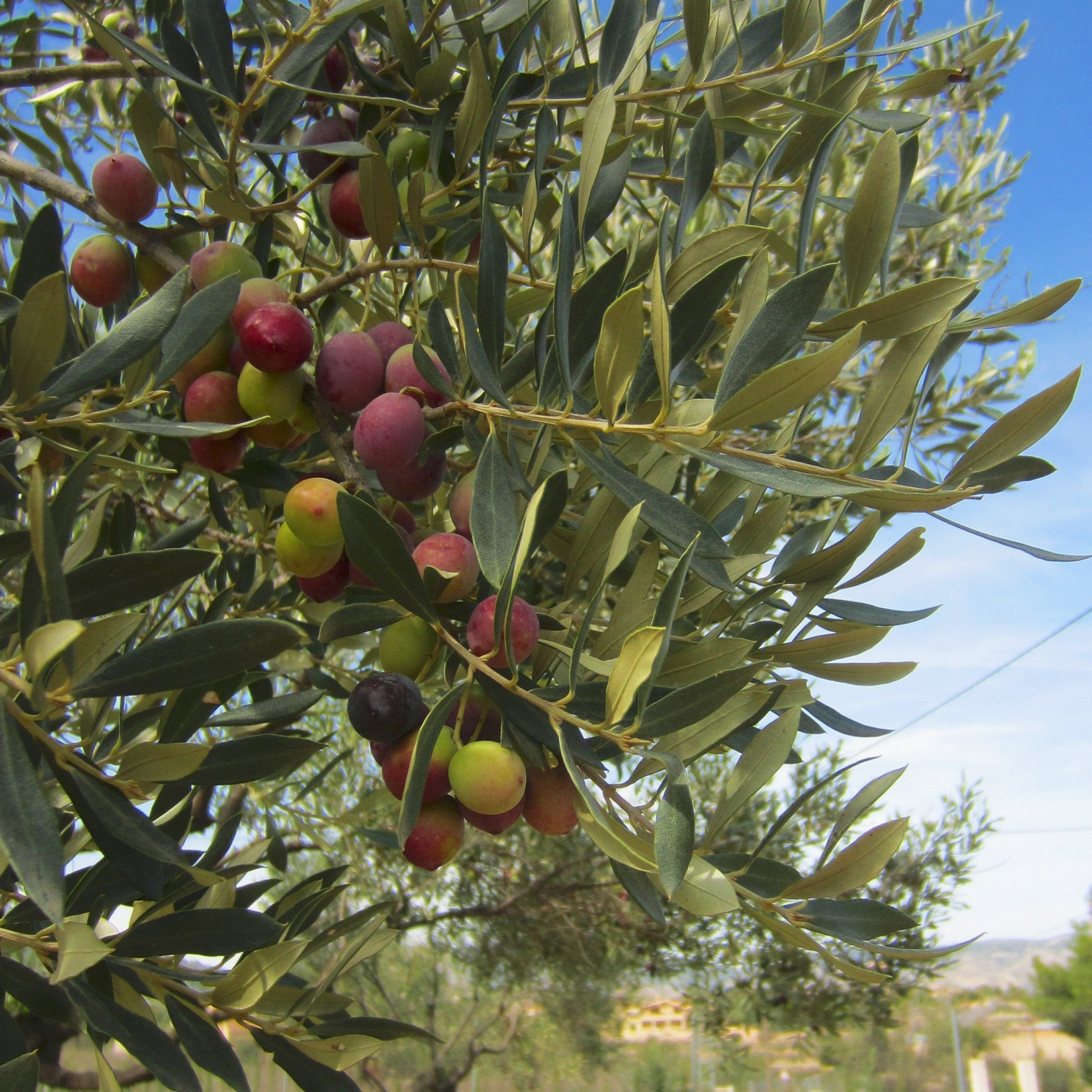 National Plant Network 4 in. Olive Tree (3-Pack)