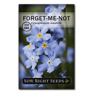 Forget-Me-Not Seeds - 200 Seeds