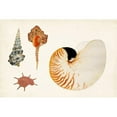 thumbnail image 3 of Vision Studio 18x13 Black Modern Framed Museum Art Print Titled - Antique Shell Anthology I, 3 of 5