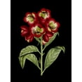 thumbnail image 2 of Unknown 19x24 Gold Ornate Wood Framed with Double Matting Museum Art Print Titled - Crimson Flowers on Black III, 2 of 4