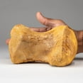 thumbnail image 2 of Spinosaurus Maroccanus Vertebrae From Baharija Formation, South of Taouz, Kem-kem Basin, Morocco, 2 of 5