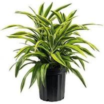 Lemon Surprise Dracaena - Live Plant in an 8 Inch Pot - Dracaena Deremensis 'Lemon Surprise' - Beautiful Easy Care Indoor Houseplant