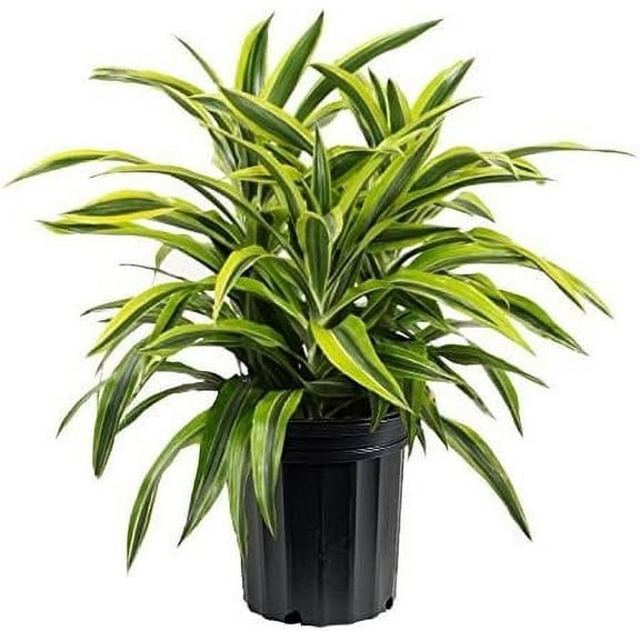 Lemon Surprise Dracaena - Live Plant in an 8 Inch Pot - Dracaena Deremensis 'Lemon Surprise' - Beautiful Easy Care Indoor Houseplant