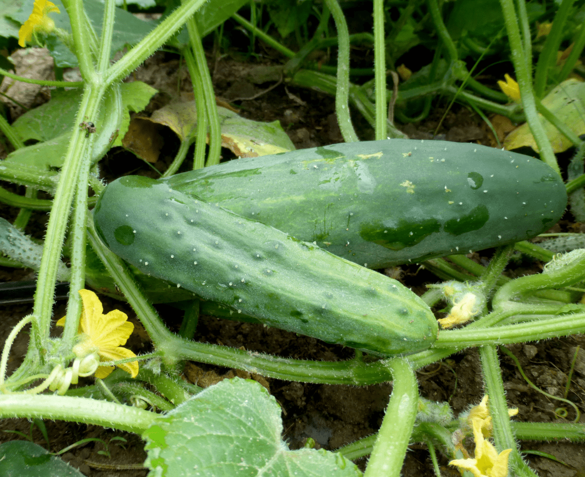 Set 2 Marketmore Cucumber Plants Live, 4 Inch Pot, Cucumber Live Plants, 2 Cucumber Vegetable Starter Plants