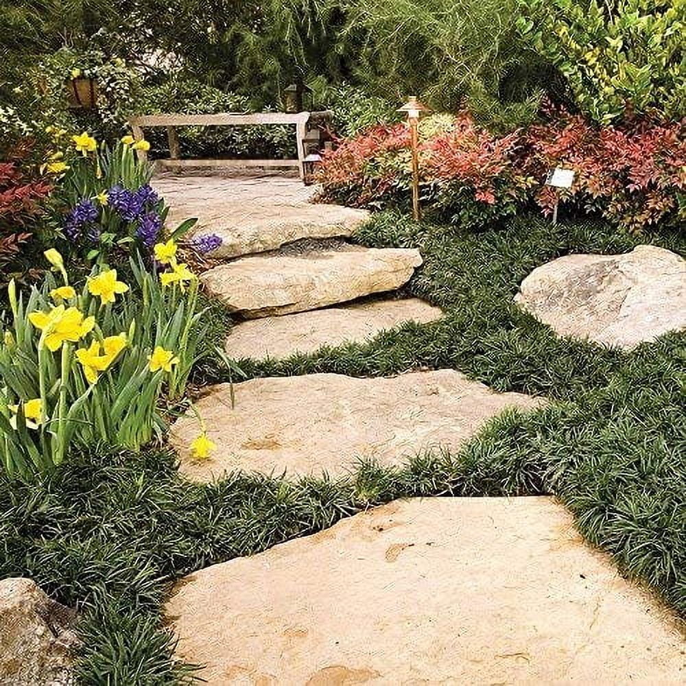 Dwarf Mondo Grass - 40 Live Plants - Shade Loving Evergreen Ground Cover Ophiopogon Japonicus Nanus
