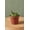 1 Plant, variant on Easter Lily Cactus - 1 Live Starter Plant - Echinopsis Ancistrophora - Beautiful Compact Textured Houseplant