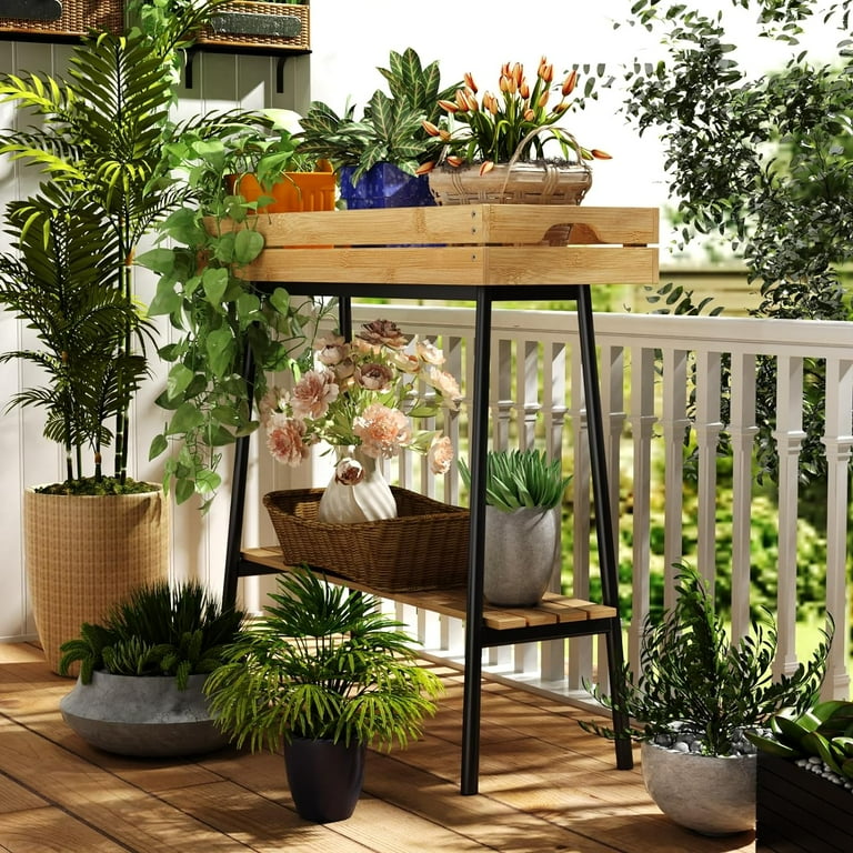asplenium plant Bird's Nest Fern main image 1