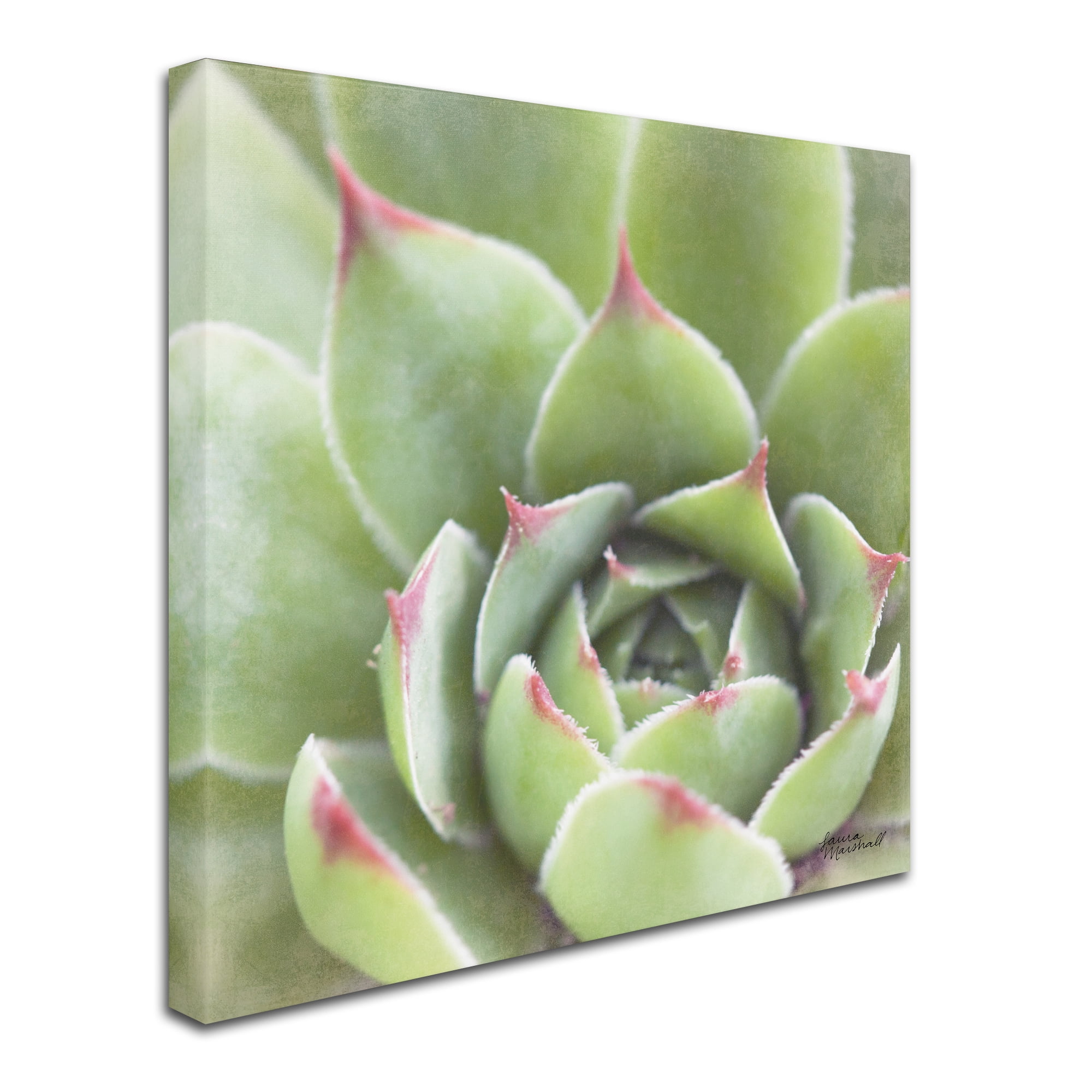 Trademark Fine Art 'Garden Succulents III Color' Canvas Art by Laura Marshall