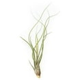 thumbnail image 3 of Pack of Wild Ones Air Plants -Tillandsia Caput Medusae, Butzii & Bulbosa Guatemala - Available in Wholesale and Bulk - Home and Garden Decor- Easy Care Indoor and Outdoor Plants (Pack of 25), 3 of 12