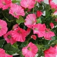 thumbnail image 5 of Sufanic Fake Morning Glory Simulation Petunia Wedding Home Decor Artificial Flowers,Rose Red, 5 of 9