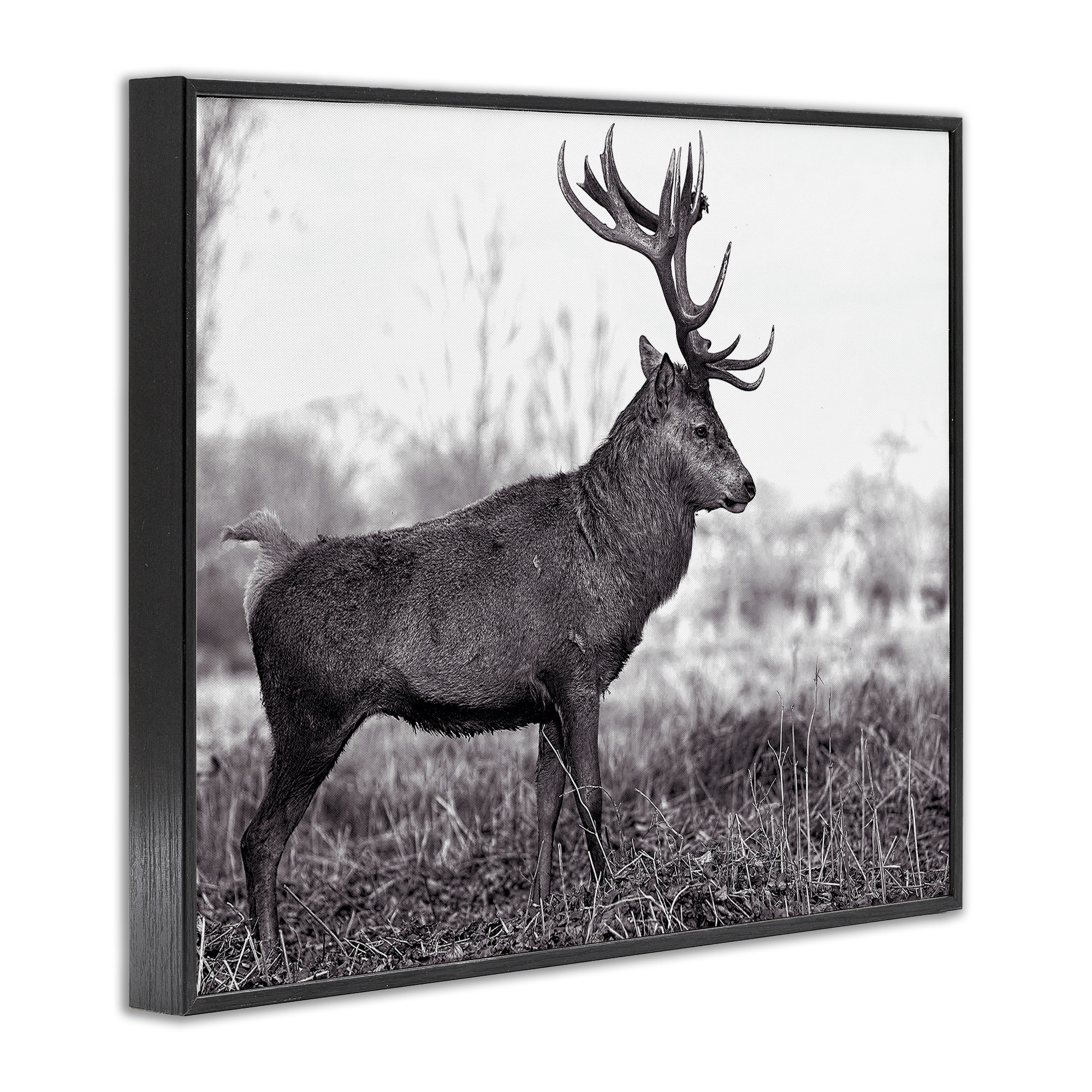 Stupell Industries Elk in Peaceful Forest Animals & Insects Photography Black Framed Art Print Wall Art, 14 x 11