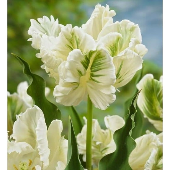 10 Parrot Tulip Bulbs for Planting - Easy to Grow Perennial Tulips (Green and White)