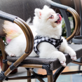 thumbnail image 2 of Factory Korean New Dog Rope Dog Chain Vest Traction Rope Cat Teddy Small Dog Chest Strap Pet Supplies, 2 of 6
