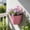 Pink, variant on Self Watering Wall Mounted Hanging Planter Pot with Drain Hole, Multicolor Plastic Vertical Wall Flower Basket for Balcony Patio Indoor Outdoor Green Plant Decor