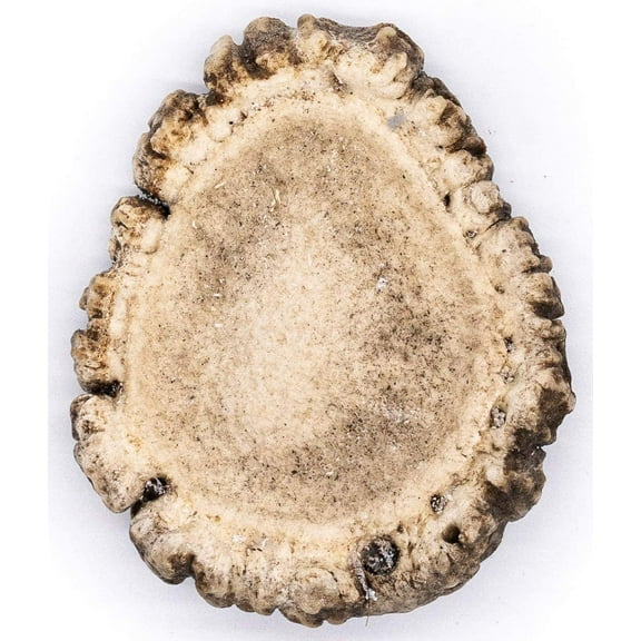 Perfect Pet Chews - Elk Burr Antler For Dogs Chew - Regular Treat