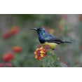 thumbnail image 2 of Morris, Arthur 14x11 Gold Ornate Wood Framed with Double Matting Museum Art Print Titled - Kenya, Lake Naivasha Variable sunbird on flowers, 2 of 4