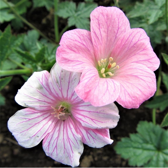 Easy to Grow Geranium Wargrave Pink 3 Plant Bareroots, Perennial Hardy Cranesbill
