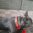thumbnail image 4 of Spiked Studded Rivet Leather Dog Collar for Cats Puppy Small Medium PetsRedS 37*2.5CM, 4 of 8