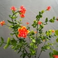 thumbnail image 3 of Ruiboury Little Blossom Light Easy To Install Multi-Purpose Decorative Durable Waterproof Garden Light Solar, 3 of 6