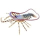 thumbnail image 5 of modelo de simulación de langosta de 15 perfke Figuras de animales de juguete, 5 of 8