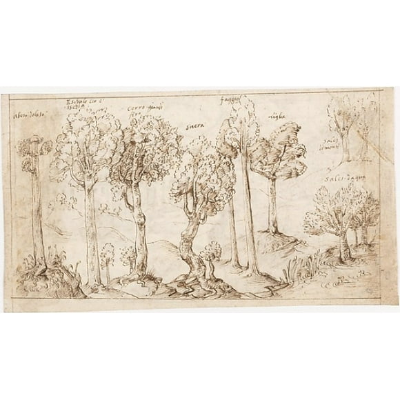Recto: On Timber, the Species of Trees (Vitruvius, Book 2, Chapter 9, no. 4); Verso: On Timber, the Battle of Larignium