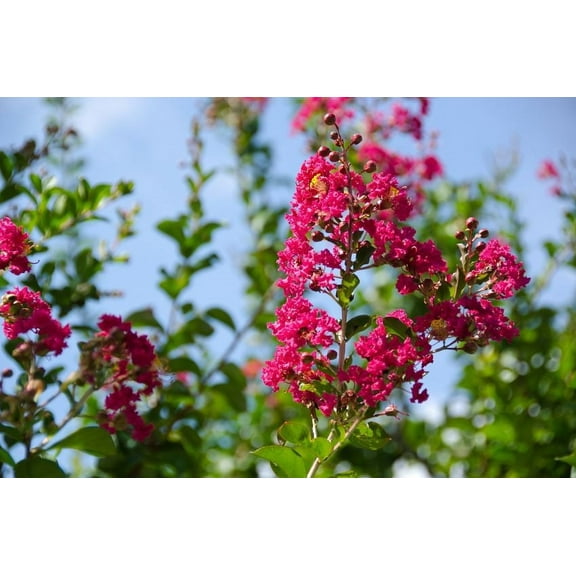 SEEDS == 20 Seeds -Crepe Myrtle red- fuschia Blooms- Small Tropical Tree Shrub- Zones 8  OR Container Gardening- Bonsai -Lagerstroemia indica