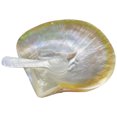 thumbnail image 1 of Juego de plato y cuchara de concha natural para postre, aperitivos y comida., 1 of 7