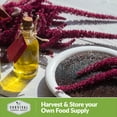 thumbnail image 2 of Red Amaranth Seeds for Planting - Non-GMO Heirloom Full Sun Annual Vegetable - 3 Packs, 2 of 7