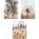 thumbnail image 1 of Juego de 3 pósteres premium sin marco - Pampas Grass - Beige - Natural - Decoración de pared para dormitorio y sala de estar， (30 x 40 cm) ZefeiWu 8390613059130, 1 of 1