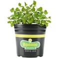 thumbnail image 3 of (2 pack) Bonnie Plants 24" Spearmint Live Plants in 6" Grower Pots, Fragrant Herb for Mojitos, 3 of 9