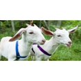 thumbnail image 1 of Two Goats Photo License Plate, 1 of 2