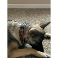 thumbnail image 5 of XSmall 9''- 13'' Dog Puppy Collar Genuine Cow Leather Padded Canine  60146, 5 of 5