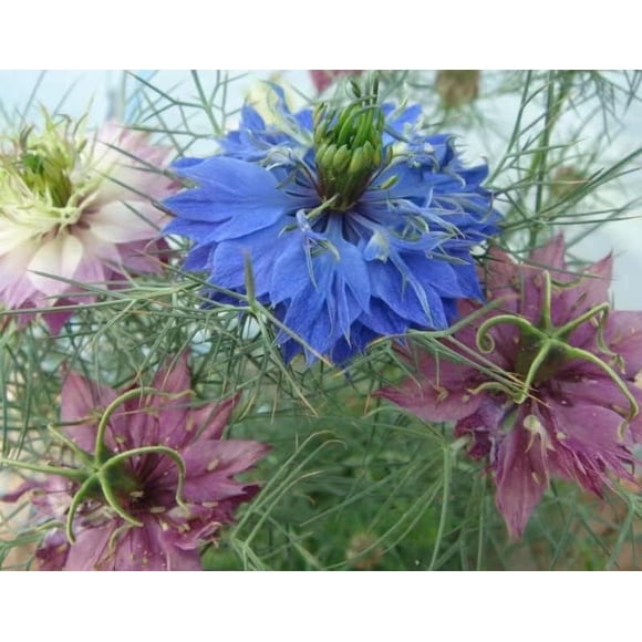 GSDWIUEW 80 Seeds, Nigella Love in A Mist Flower Seeds, Persian Jewel Mix Flower Gardening Heirloom Seeds