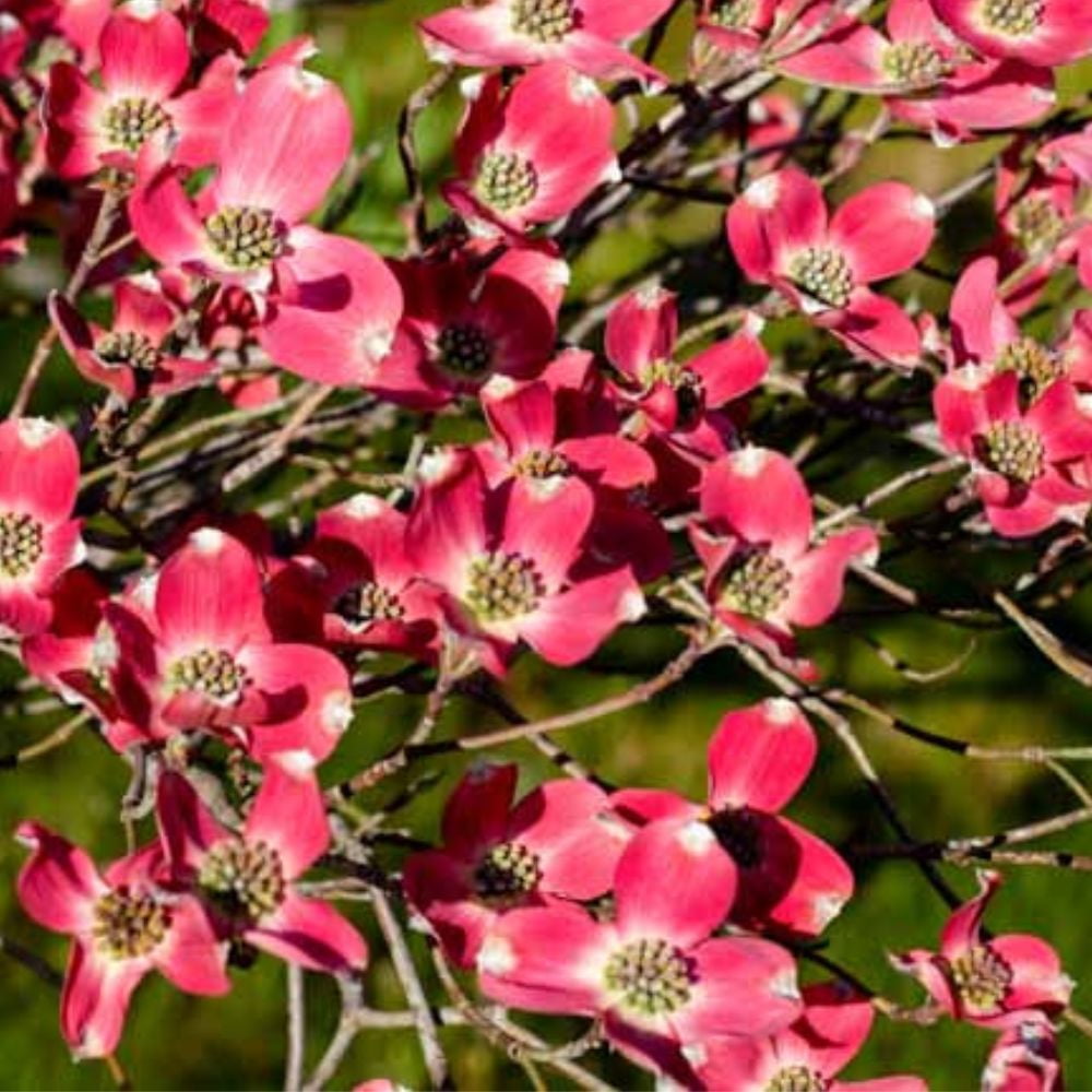 Expert Gardener Cherokee Chief Dogwood Live Tree, 3-4 ft Tall, 7-Gallon Grower Pot