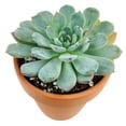 thumbnail image 4 of Echeveria Minima (2"+ Plastic Pot) - Tiny, Lovely, Easy to Care Rosette Succulents - Live Succulents for Indoor Places, 4 of 9