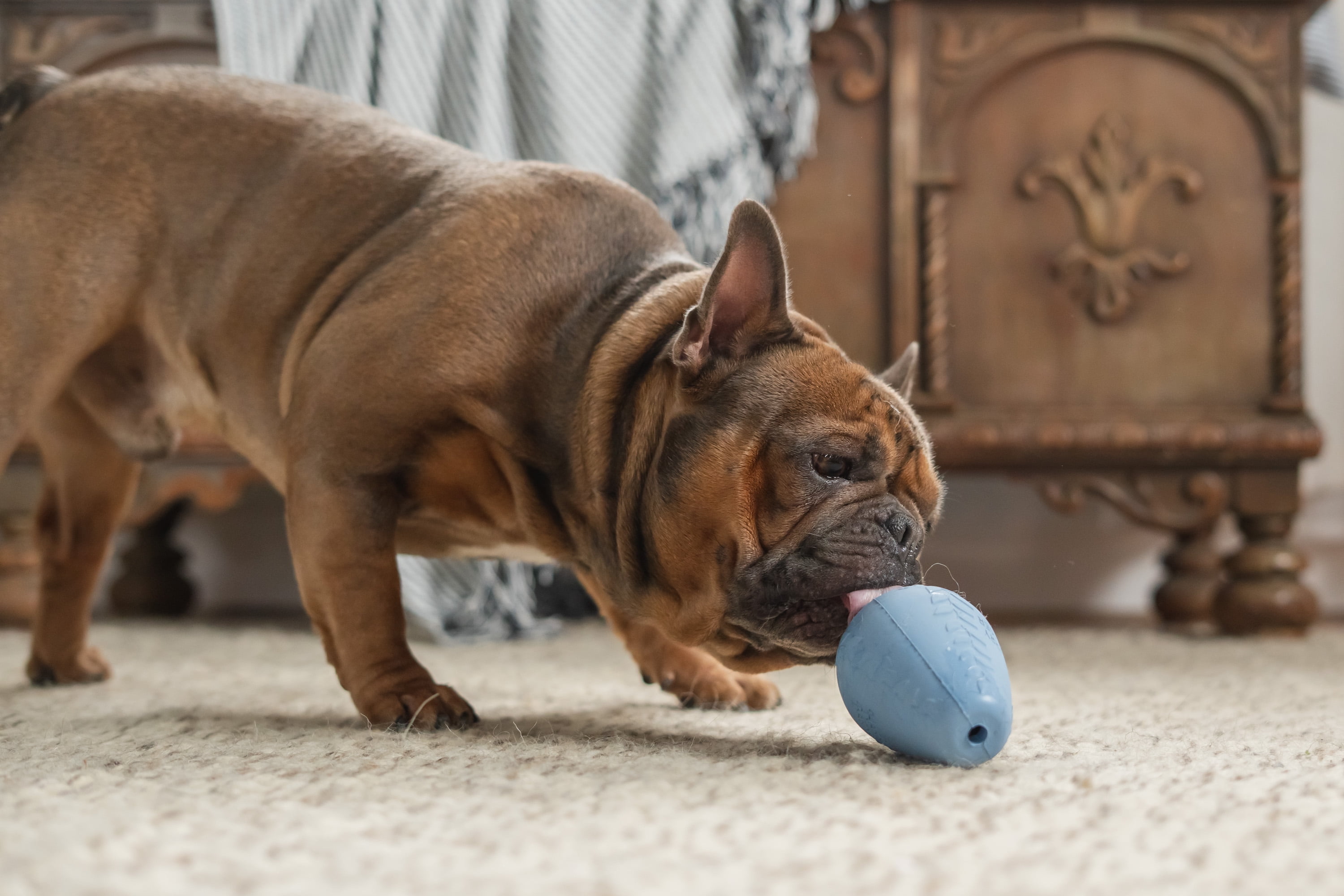 Harry Barker Durable All-Natural Rubber Dog Treater Toy, Blue, XL