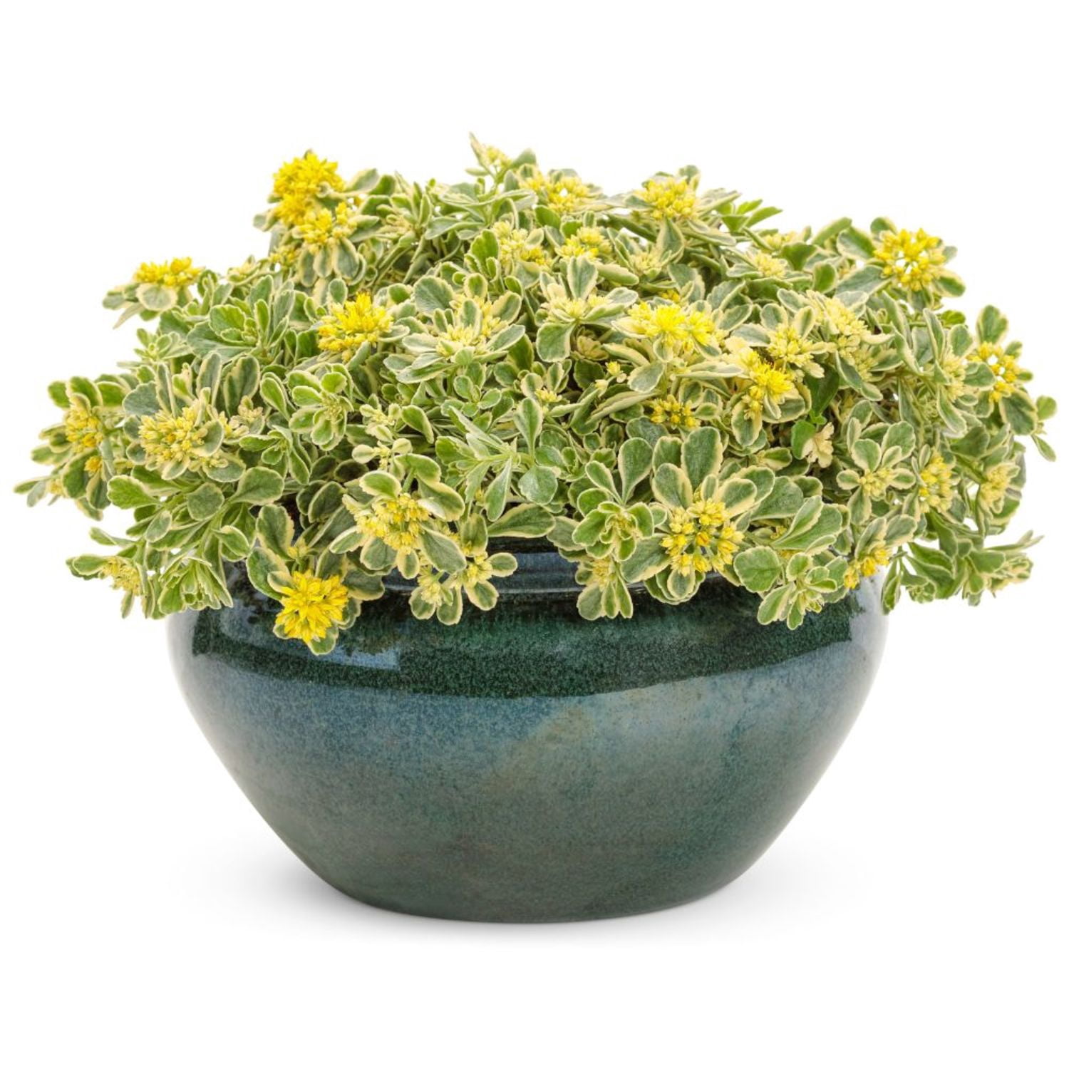 Proven Winners 5" Yellow Rock 'N Low 'Boogie Woogie' Stonecrop Live Plant in 4.5" Pot (4 Count)