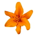 thumbnail image 5 of Assorted LA Hybrid Lilies - Fresh Cut - 80 Stems - by Bloomingmore, 5 of 9