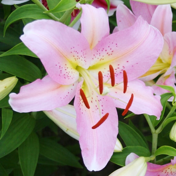 Roberta Oriental Lilies Flower Bulbs Jumbo Pack - 10 Bulbs per Pack - Pleasantly Scented - Attracts Butterflies and Hummingbirds - Good as Cut Flowers - Grows Well In Containers - Perennializing