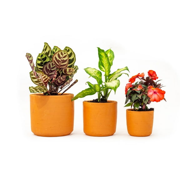 3 Pack (8-in - 6-in - 5-in) Terracotta Classic Plant Pots - Natural Clay Set by Artesano Home Decor