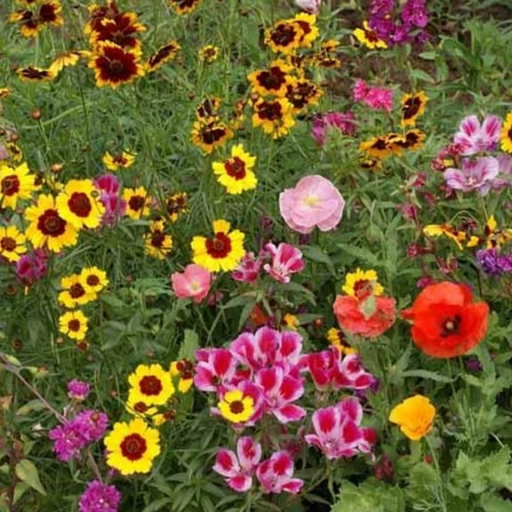 Pollinator Mix - Western - 2 g - Sows ~25 Sq. Ft. - Non-GMO, Open Pollinated - Annuals & Perennials - Mix of Wildflower & Flower Seeds Ideal For the Western USA