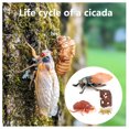 thumbnail image 3 of 1 Set Cicada Life Cycle Toy Home Vivid Creative Growth Cycles Toys Simulation Model Kids Plaything for Education Playing, 3 of 6