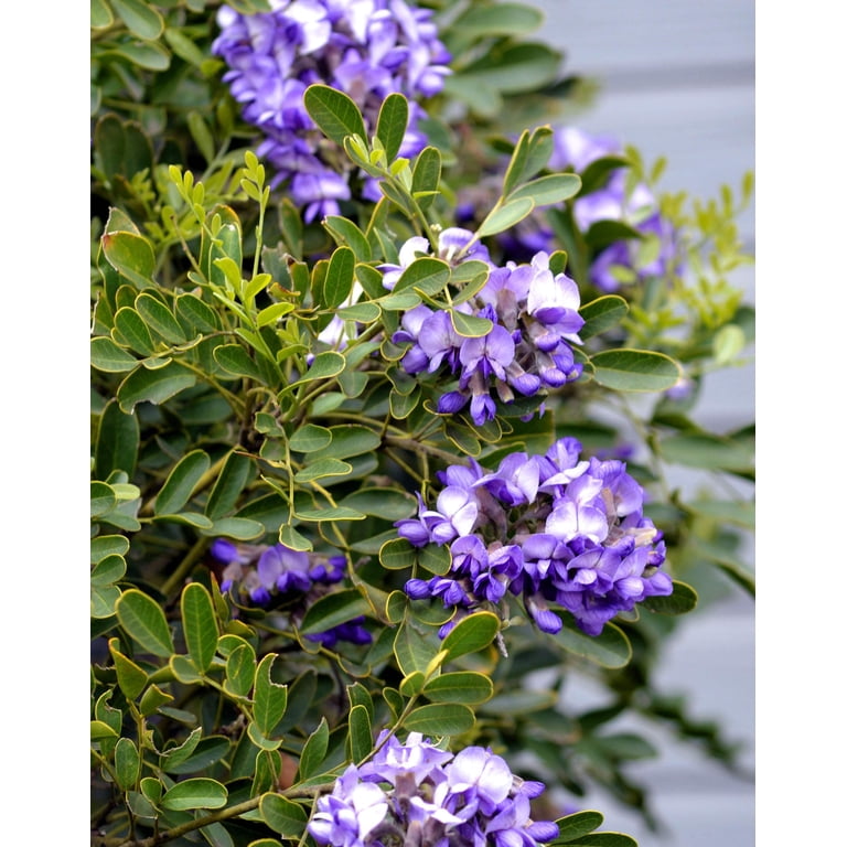 10 TEXAS Mountain LAUREL Sophora Secundiflora Mescal Tree Purple