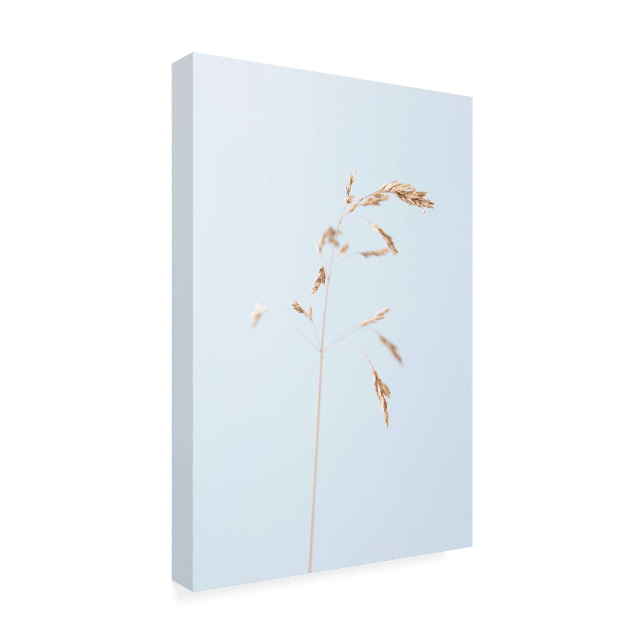 Trademark Fine Art Pictufy Studio Dried Single Grass Straw 2 Canvas Wall Art