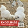 thumbnail image 5 of (4 pack) Red River Commodities Pecking Order Mealworm & Sunflower Chicken Treat; 3 lb. Bag, 5 of 10