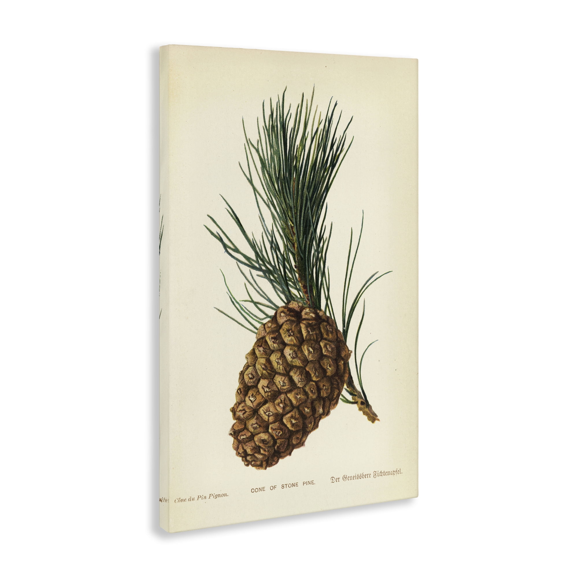 Stupell Industries Detailed Pine Cone Sprig Plants & Flowers Painting Wrapped Canvas Art Print Wall Art, 20 x 30