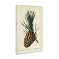 thumbnail image 3 of Stupell Industries Victorian Detailed Pine Cone Sprig Canvas Art, 16 x 24, by Tina Higgins Designs Inc., 3 of 8