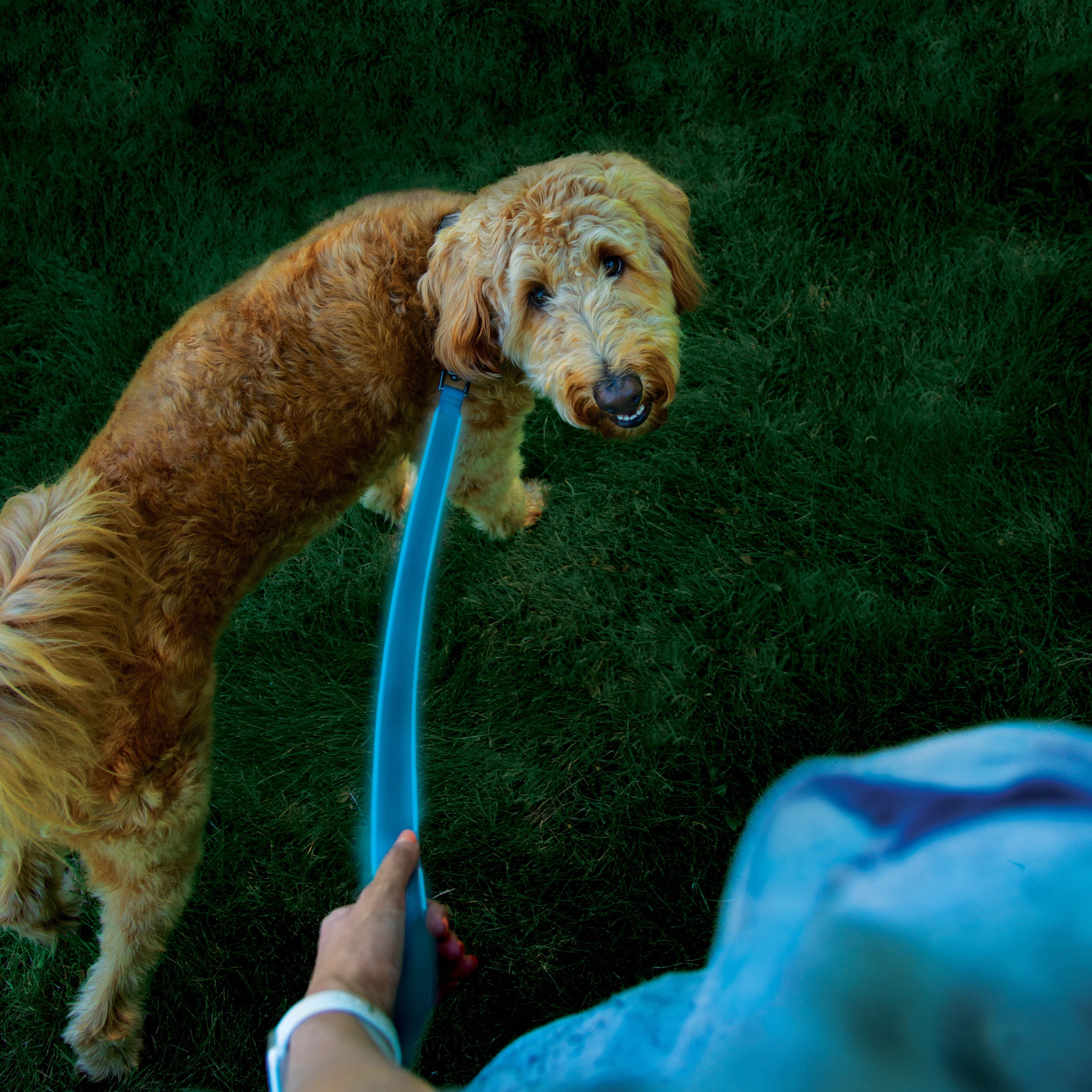 Nite Ize NIT-NDLR-03-R3 5 ft. 2020N NiteDog Rechargeable LED Leash, Blue LED